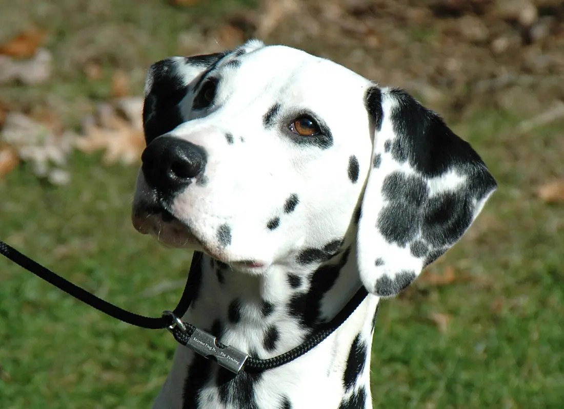 Head shot of a show quality Dalmatian bitch.