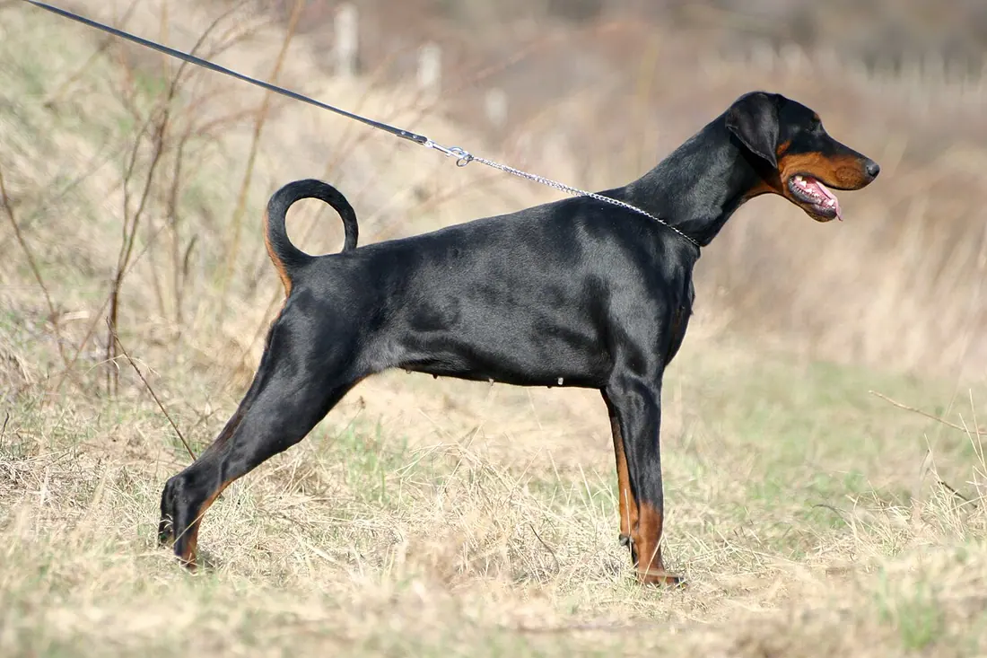 Dobermann handling