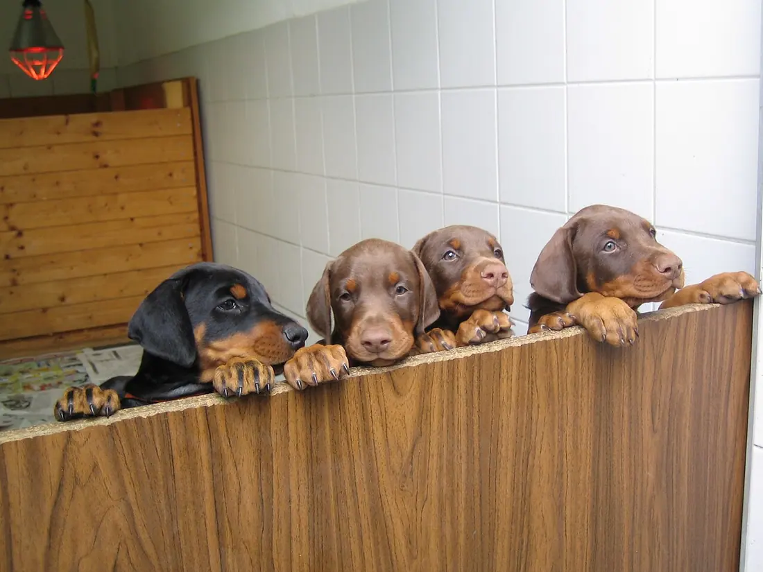 Dobermannwurf im Zwinger von Nemesis, 6 Wochen alt