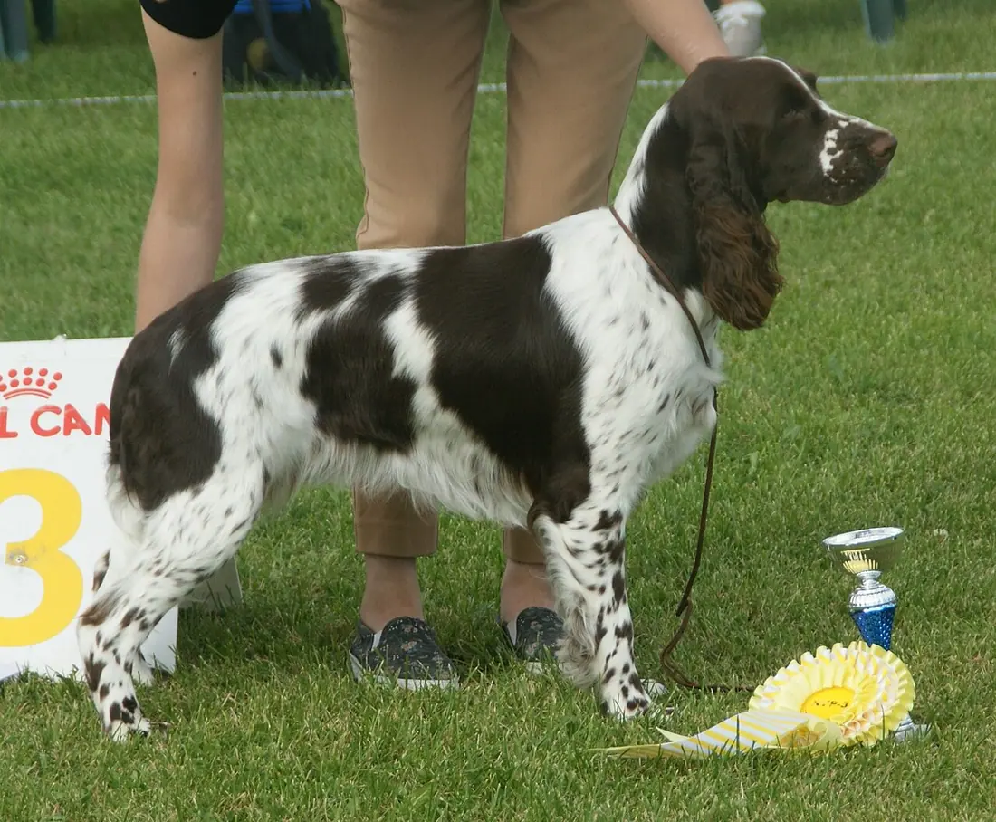 English Springer Spaniel, liver &amp; white, female.