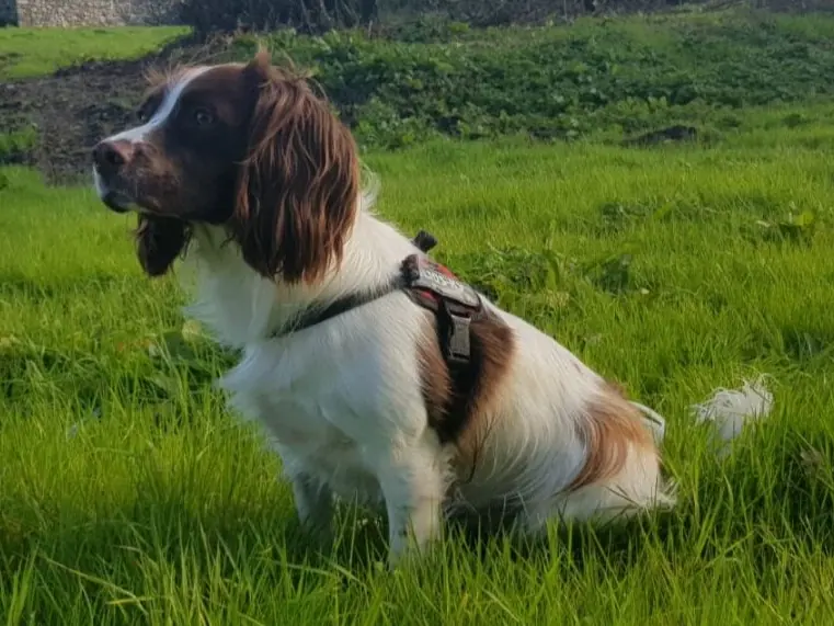 An English Springer Spaniel in a Field