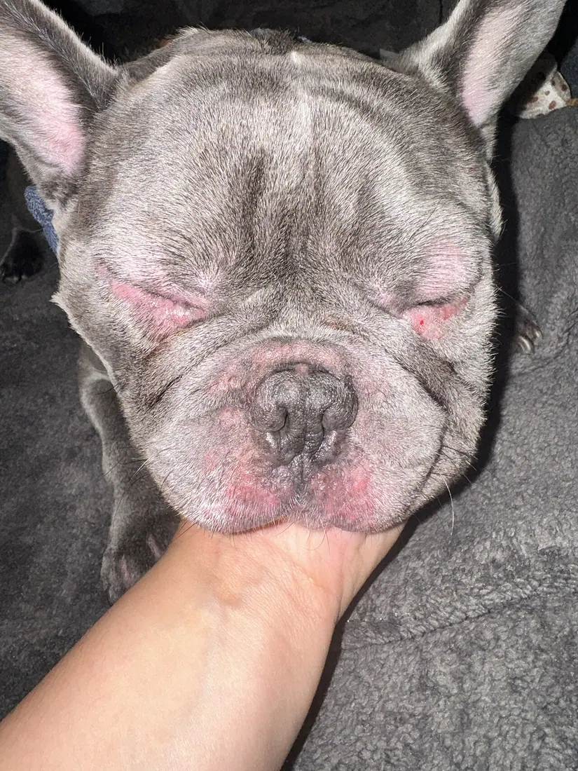 The image shows a grey/blue French Bulldog experiencing a KCS flare up.