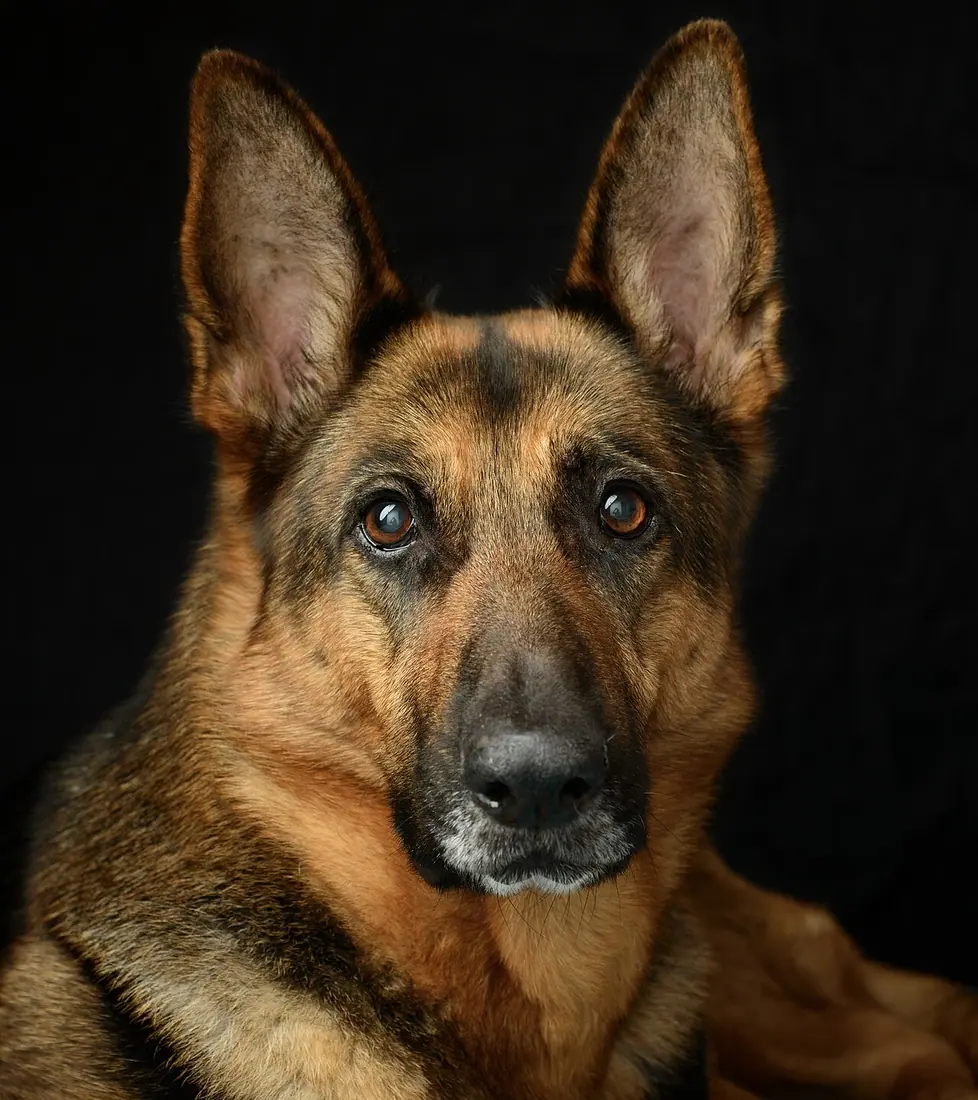 Portrait of a ten year old German Shepherd