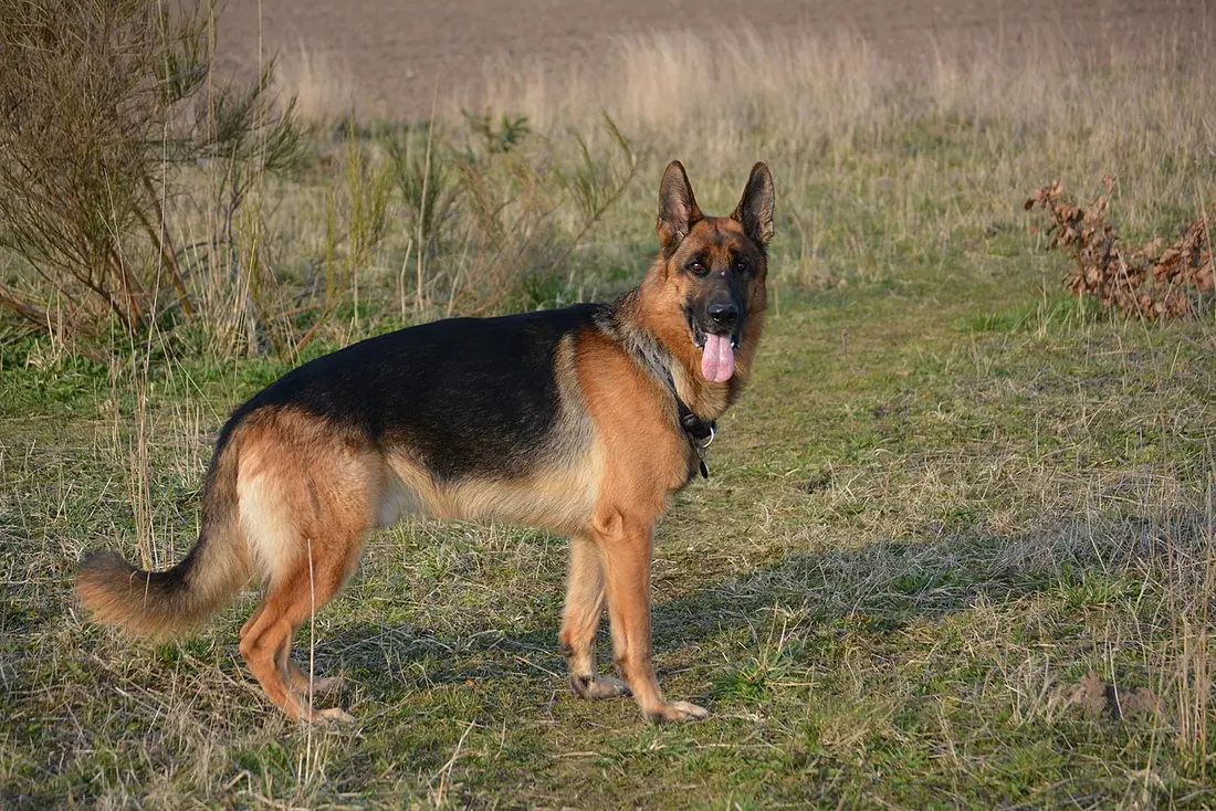 standing German Shepherd dog