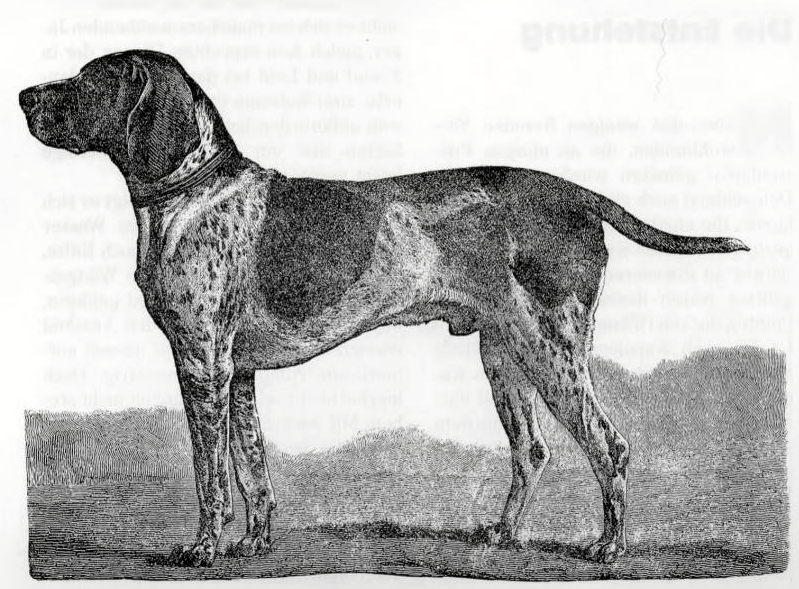 Hector IV, Kurzhaariger Deutscher Vorstehhund (i.e., Short-haired German Pointer); from René Corneli, Die Deutscher Vors