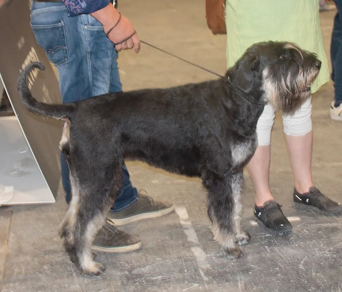Giant Schnauzer, black&silver.