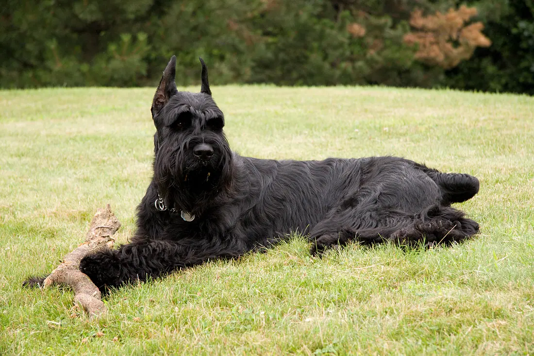 A male Giant Schnauzer lying on the grass with a log by his feet.