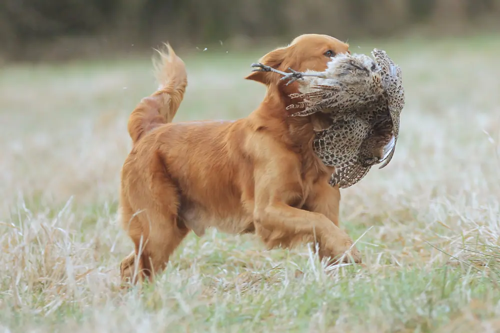 International Field Trial for Retriever - Absolute Power's Adonis (dog)