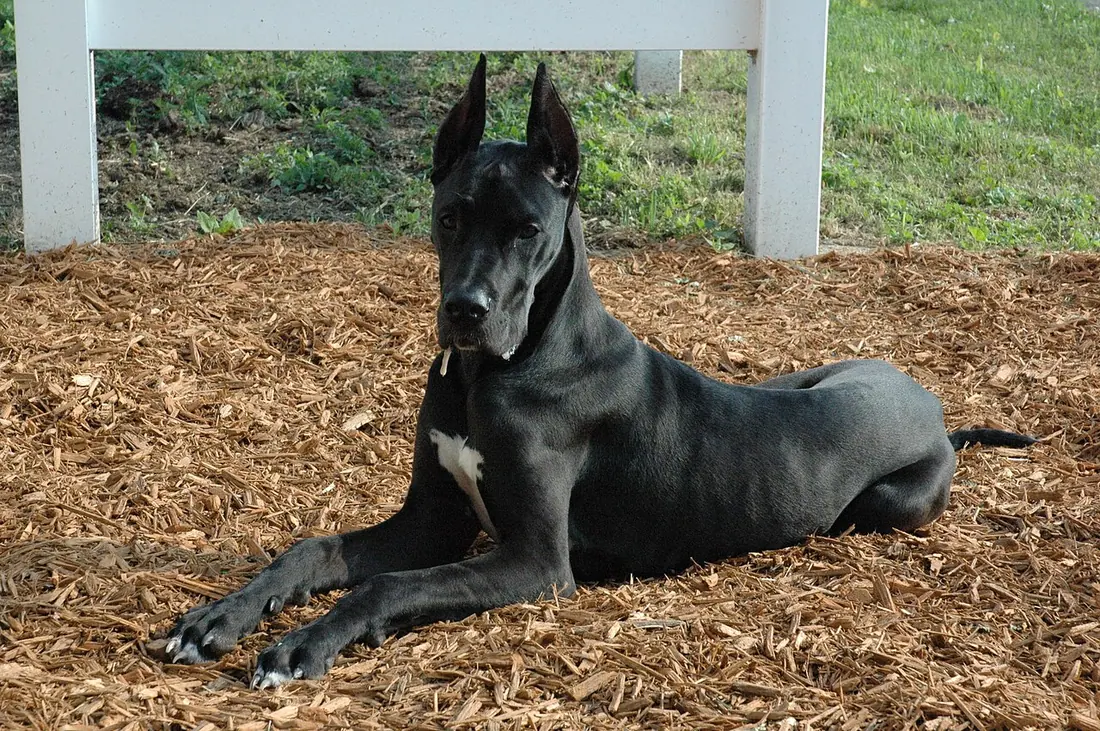 A black Great Dane puppy.