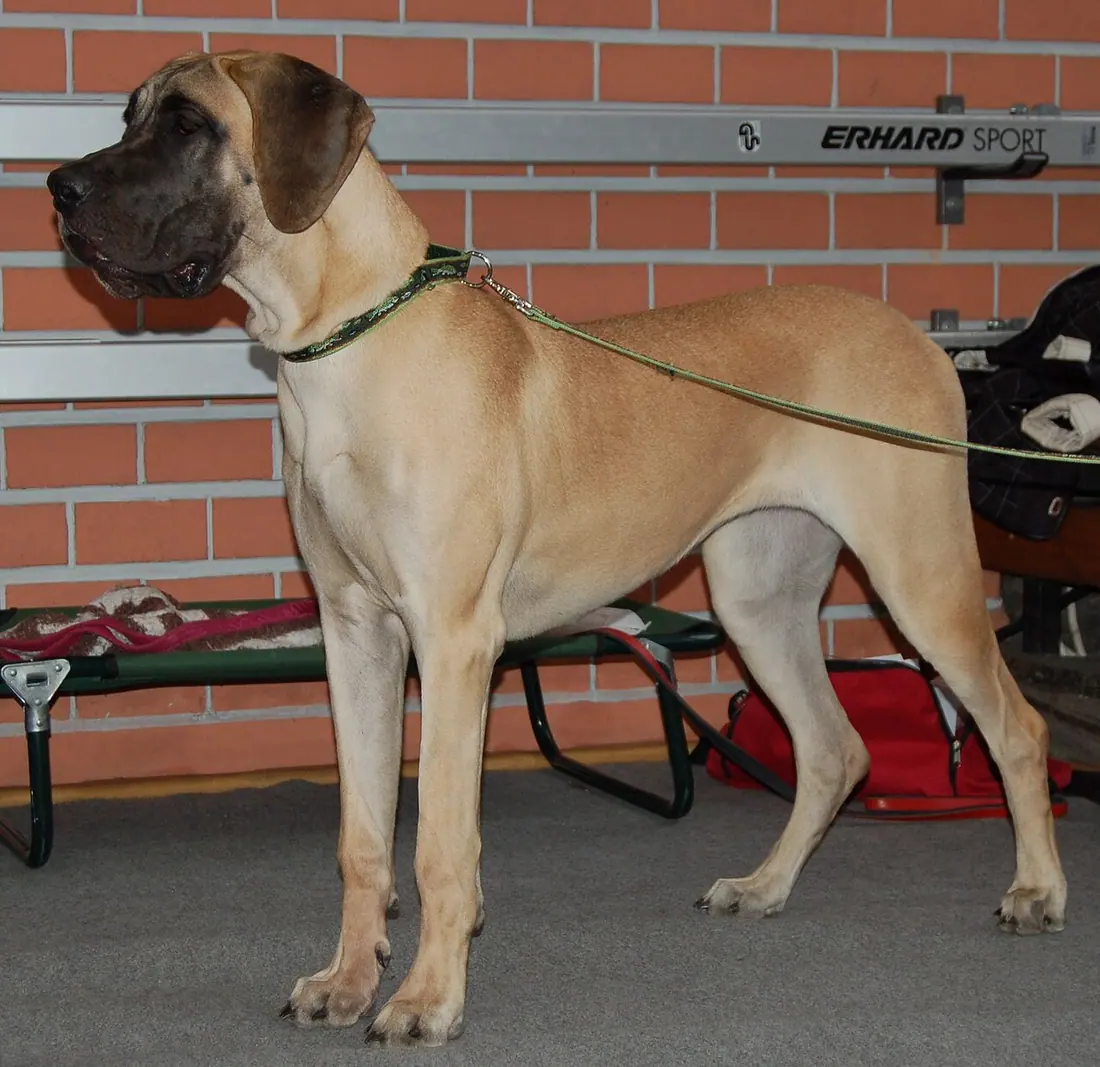 Great Dane during dogs show in Katowice, Poland
