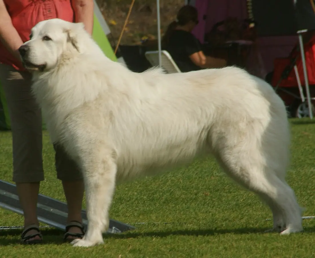 Great Pyrenees, white