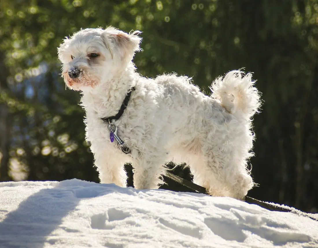 Havanese dog standing in snow.