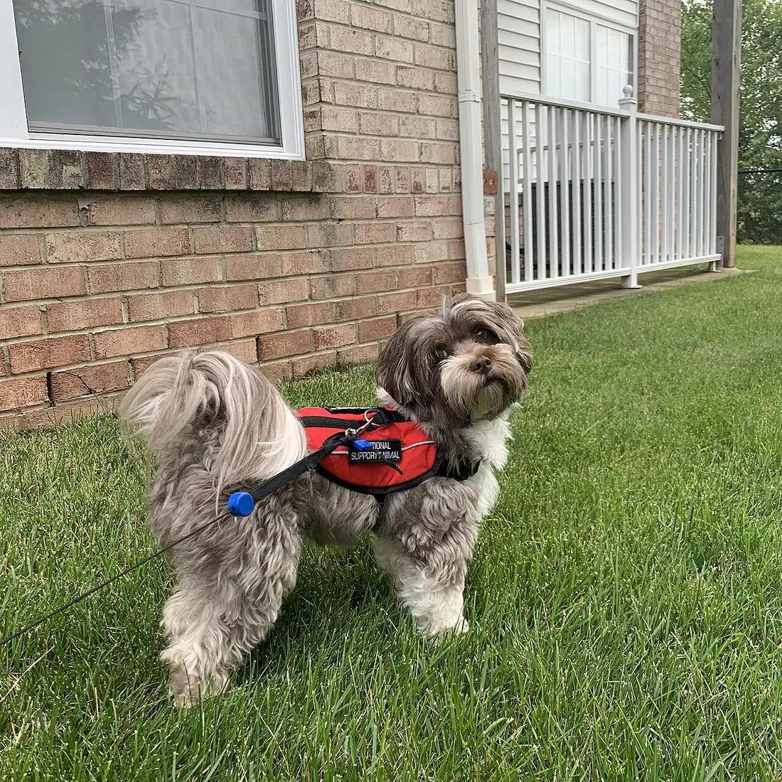 Walking havanese