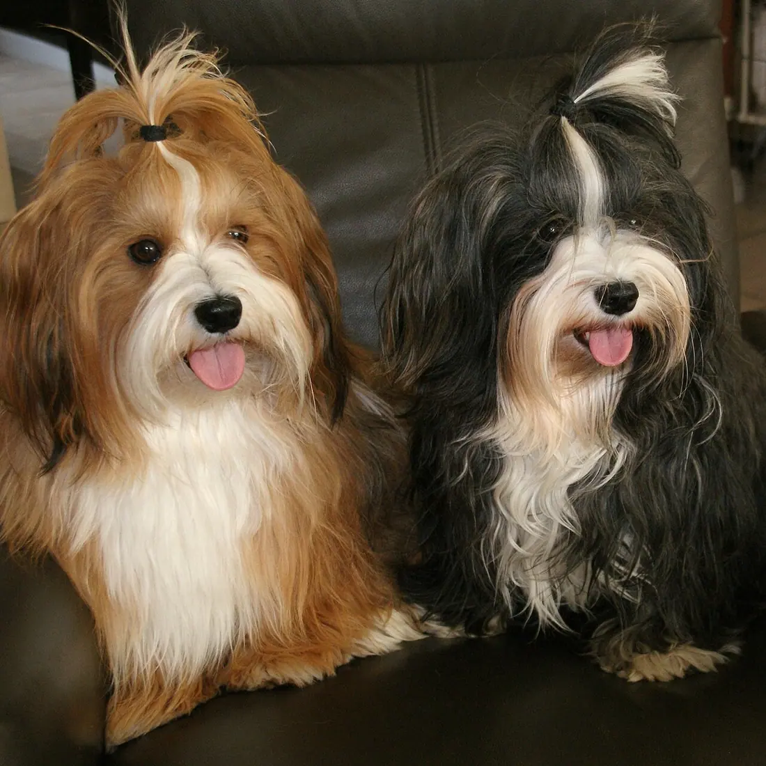 links : Reu / Rechts Teefje