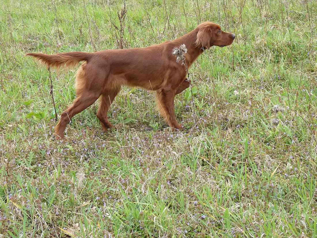 Irish setter Giulla O'Conloch pointing pheasant