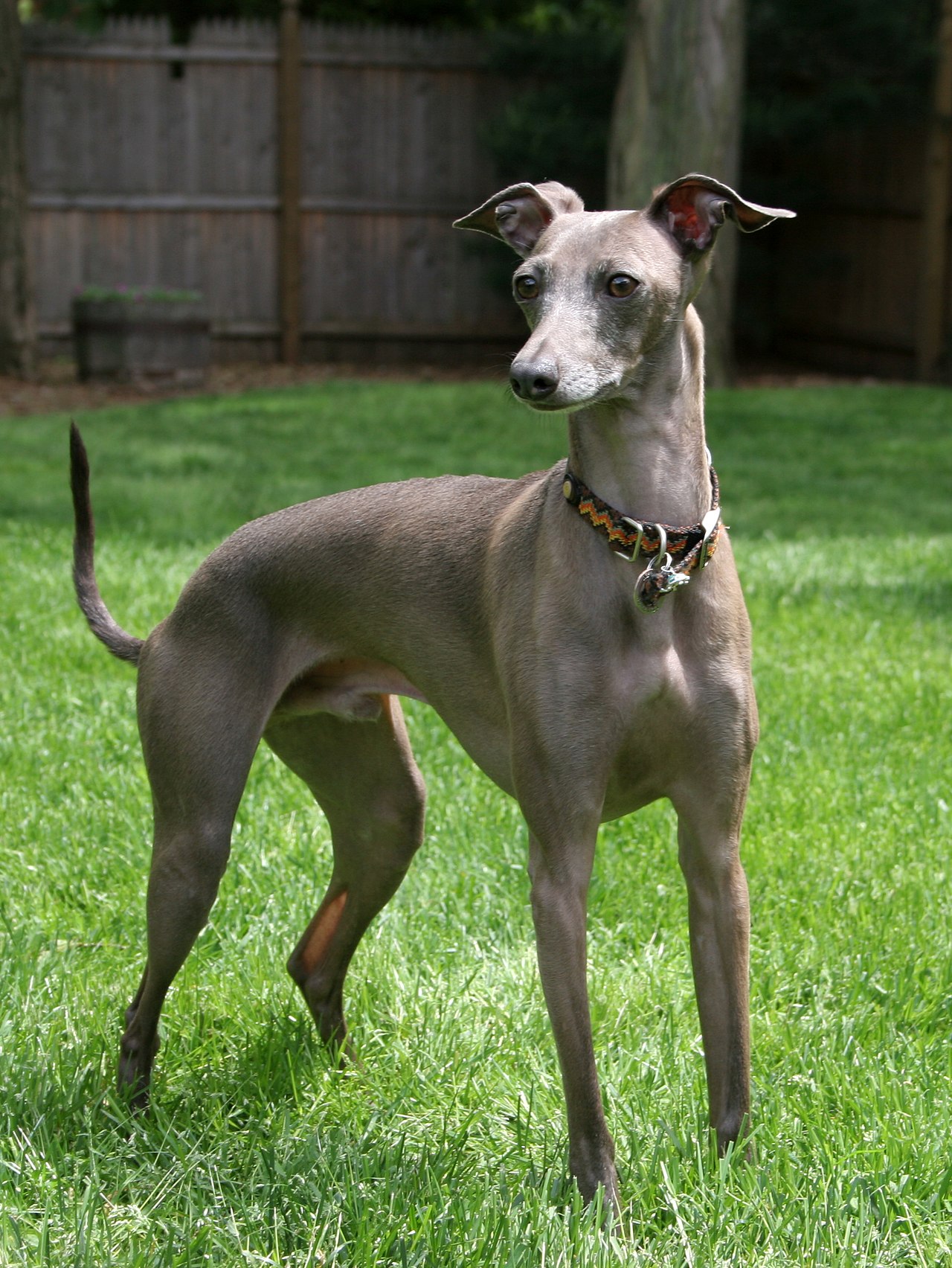 A male Italian Greyhound.