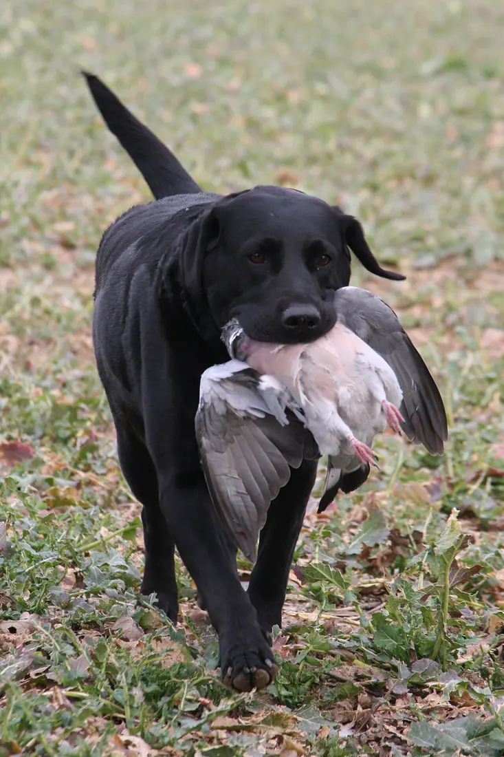 George Digweed's black labrador retrieves a pigeon shot at Bodiam Castle, Kent, England.