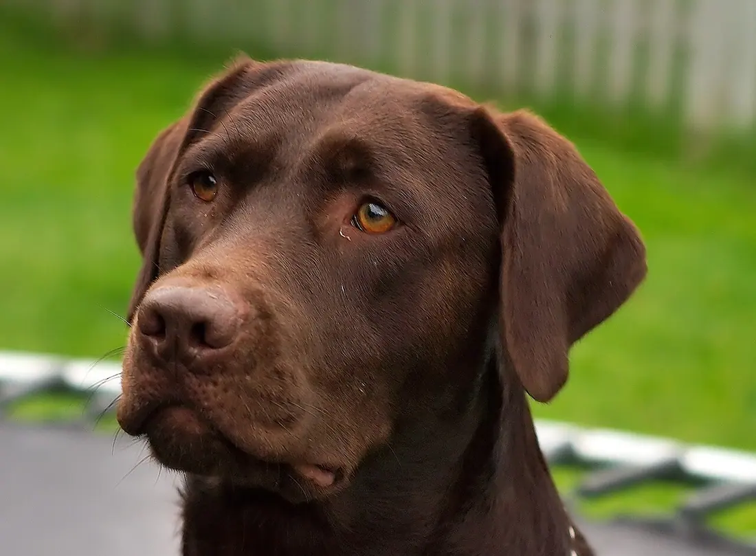 A chocolate Labrador Retriever named Hershey.