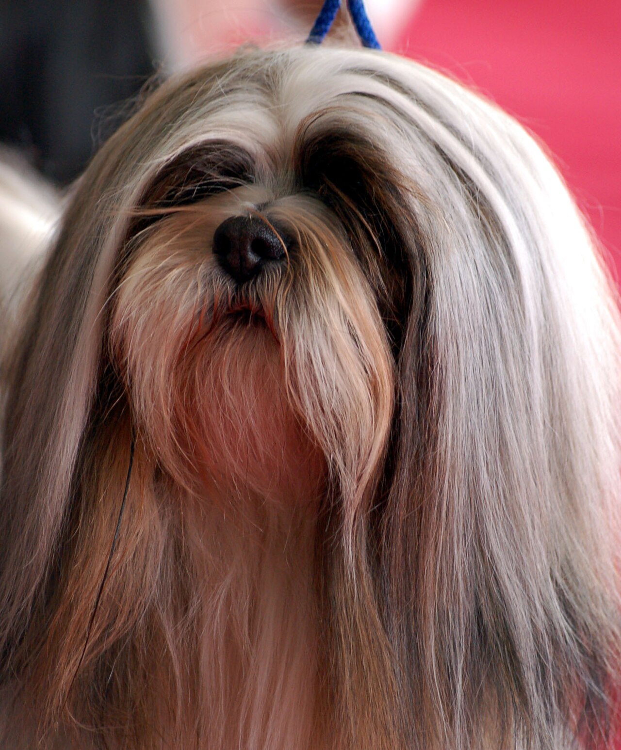 Lhasa_apso