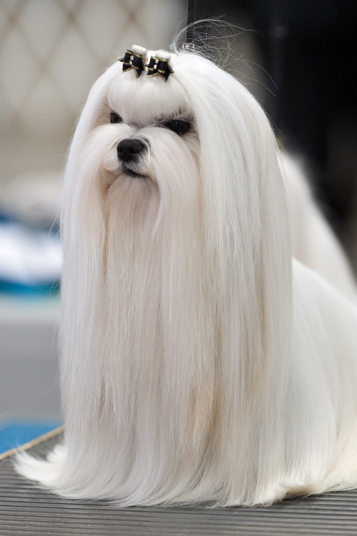 Maltese