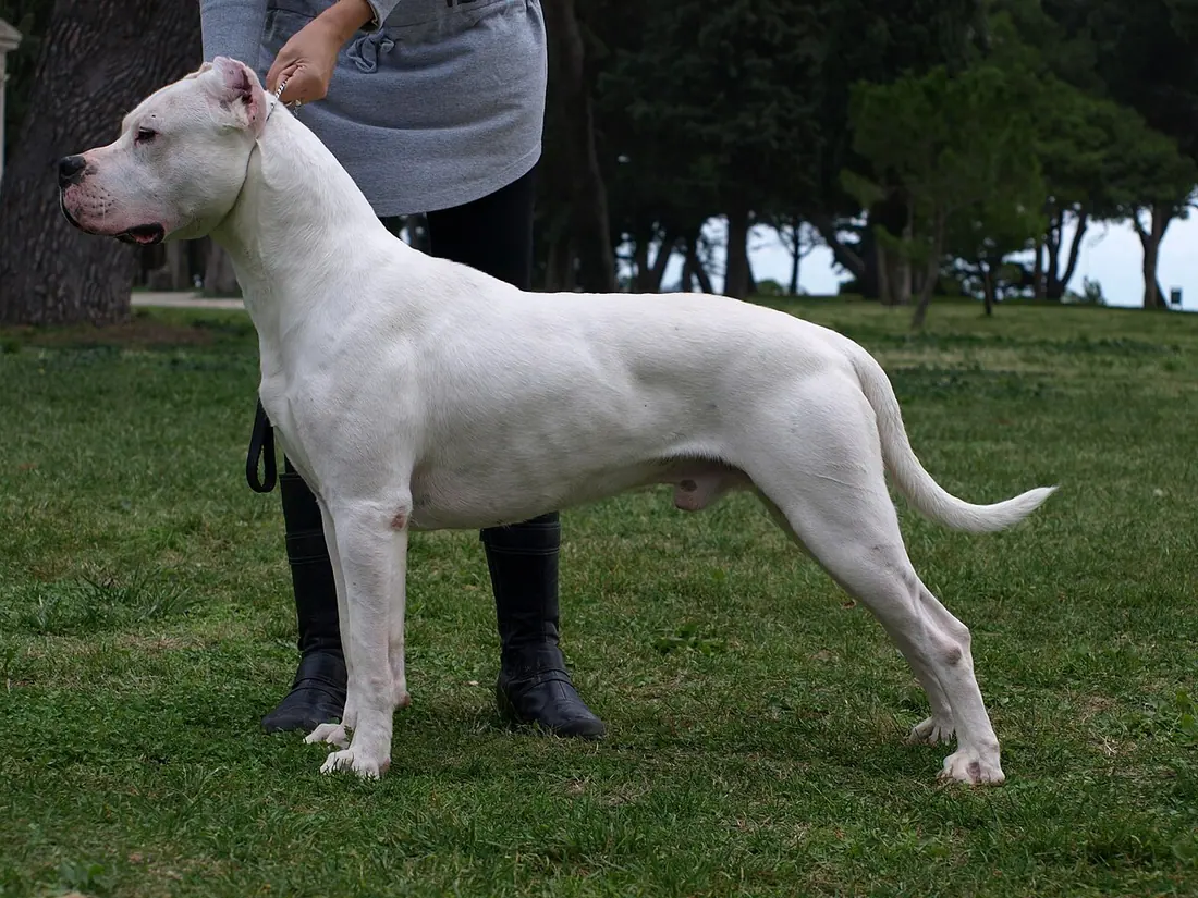 Dogo Argentino dog standing