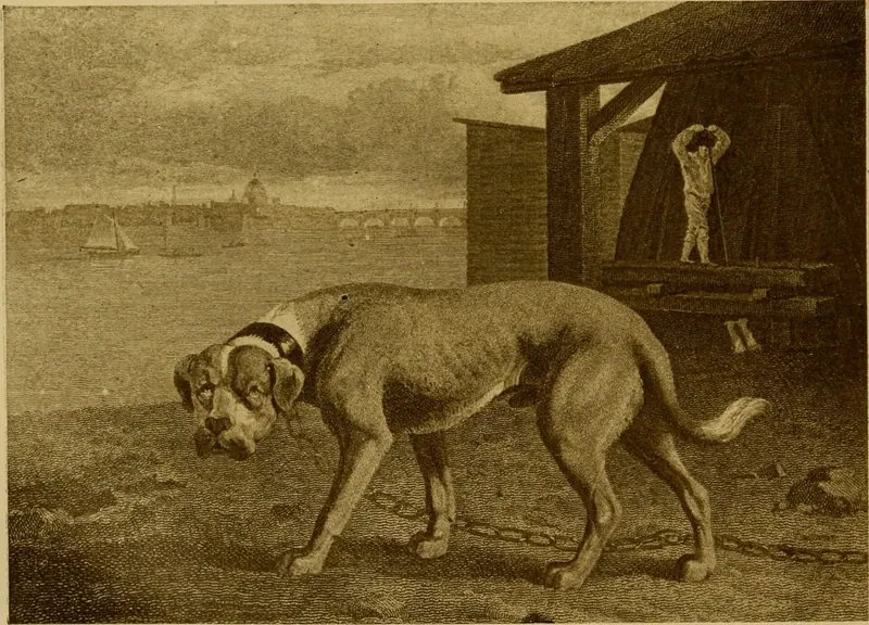 Mastiff