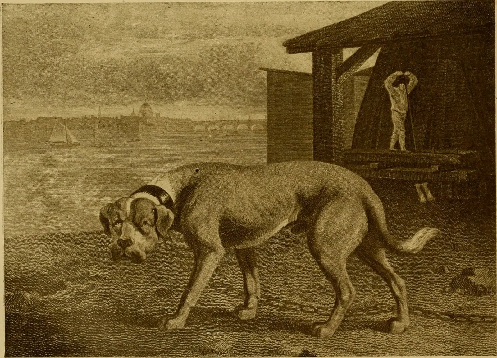 Mastiff