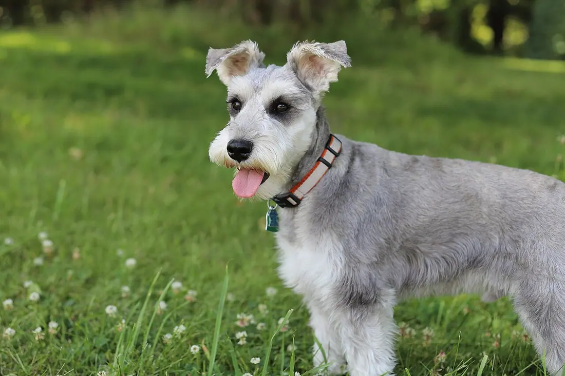 A freshly groomed Miniature Schnauzer in a field of grass.  This particular dog's name is "Fox" or "Mr. Sir".
