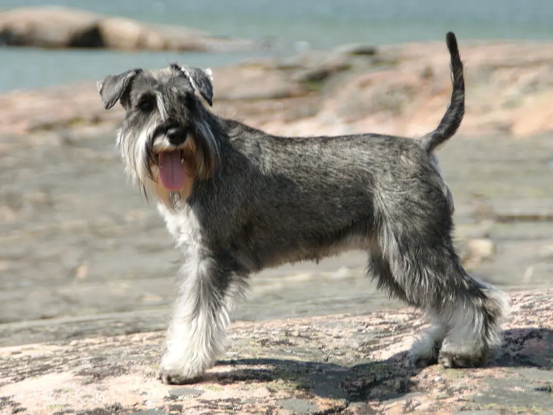 Salt &amp; pepper Miniature Schnauzer.