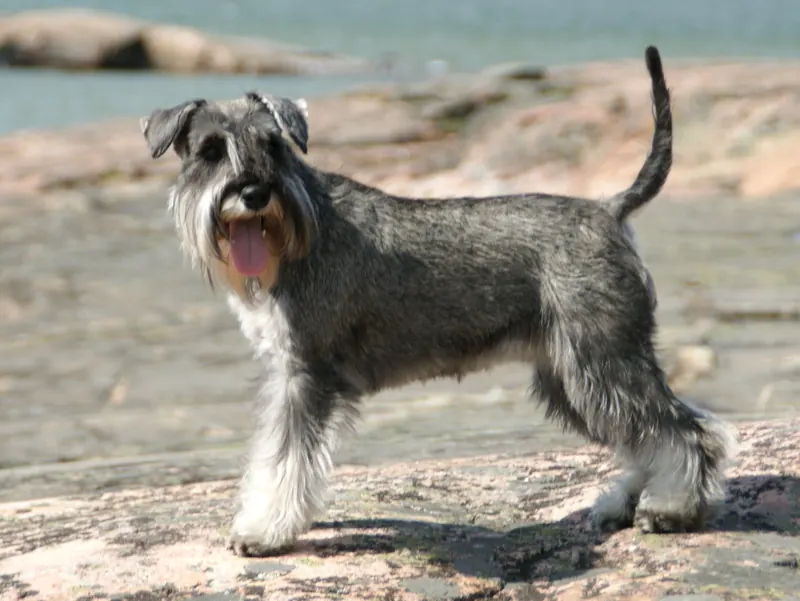 Miniature Schnauzer