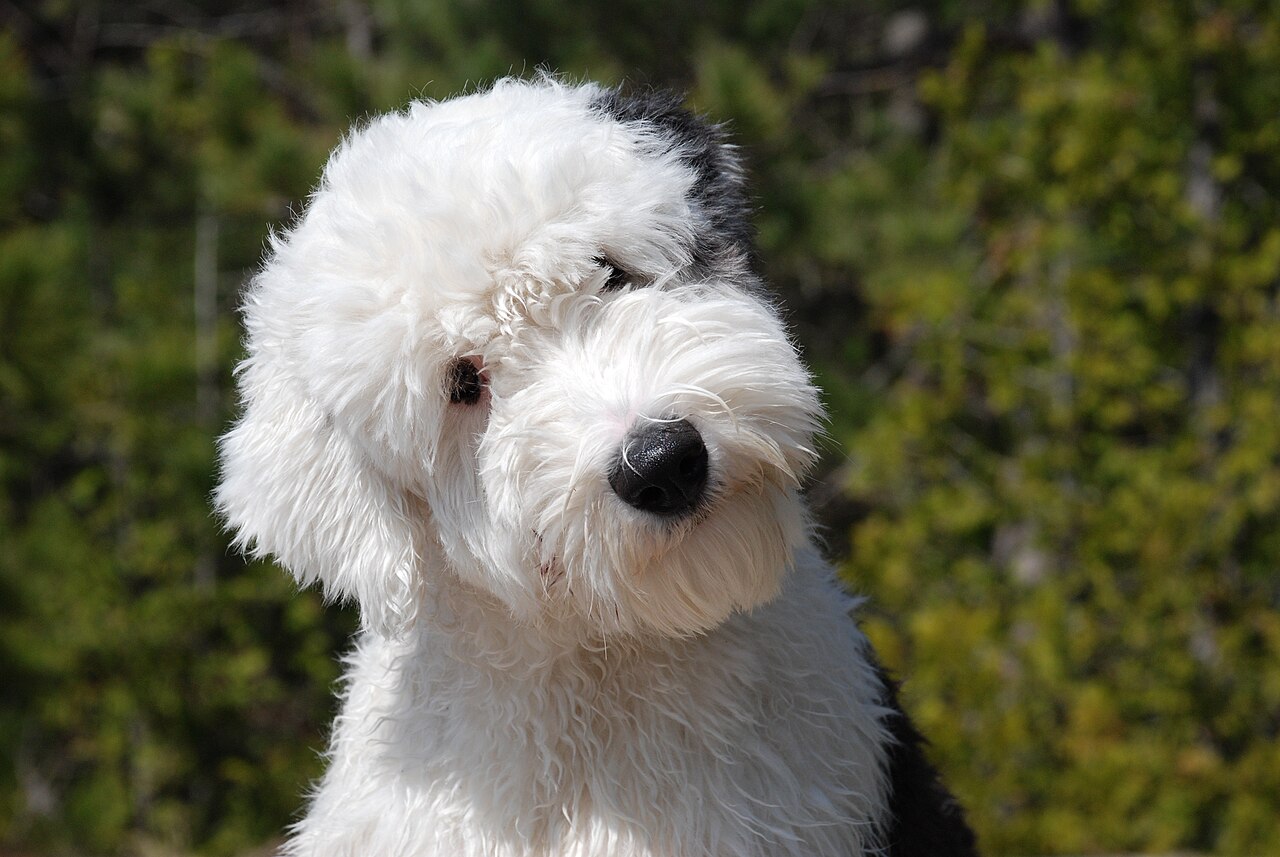 Picture of an Old English Sheep Dog. Photographer, Meredith Bannan