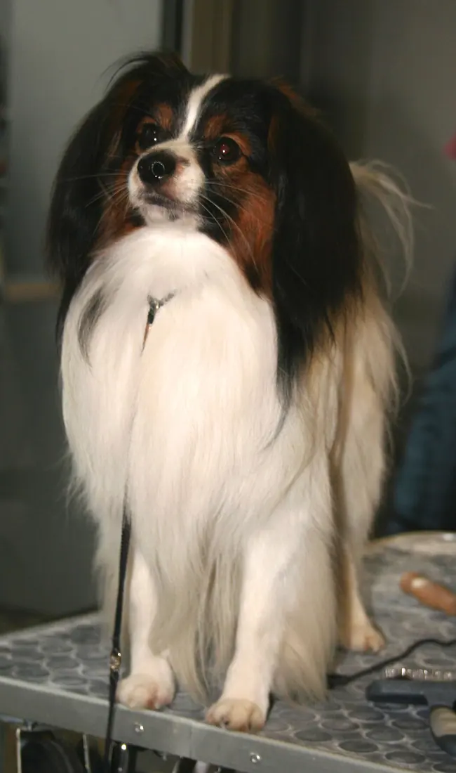 Spaniel_miniaturowy_kontynentalny_phalene na Światowej Wystawie Psów Rasowych w Poznaniu