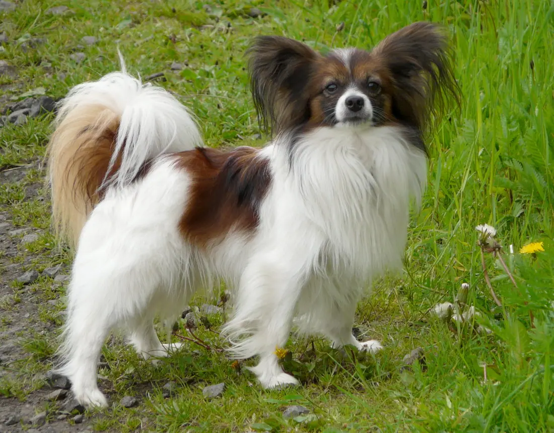 Un beau représentant de la race épagneul nain continental papillon, photographié en plein air.