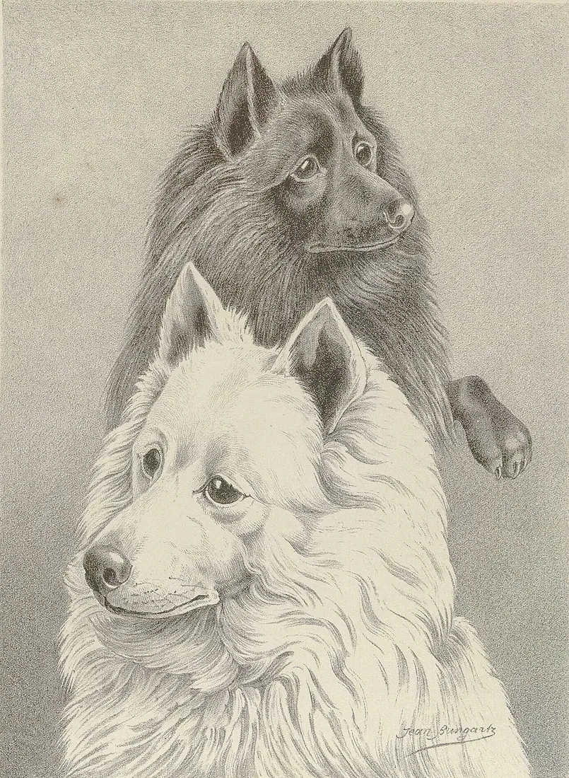Illustrirtes Muster Hunde-Buch. Studien rassereiner Hunde. Blätter für Züchter, Liebhaber, Kynologische Vereine und Freu