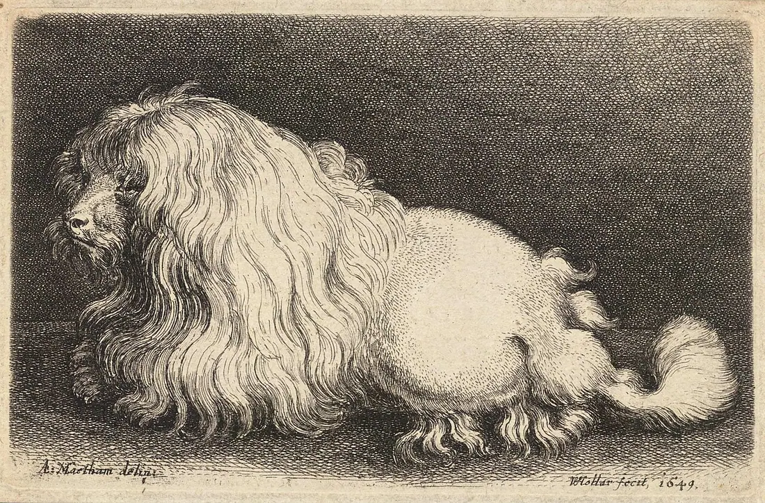 Poodle