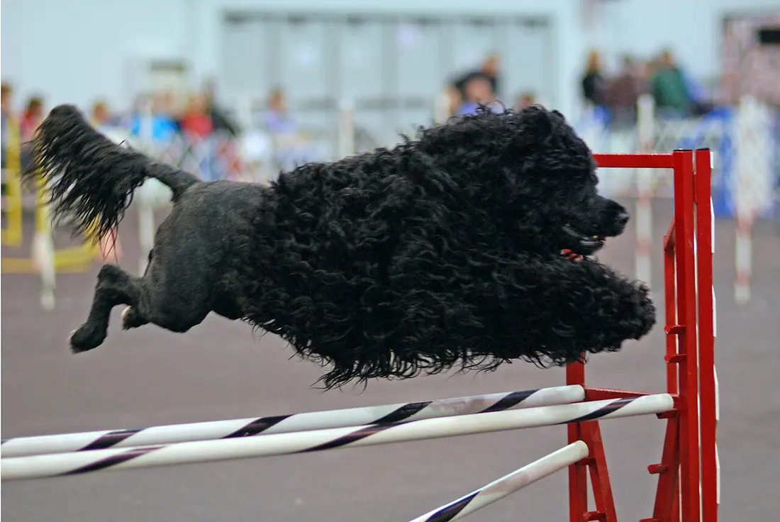 A Portuguese Water Dog in a dog agility competition at the Rose City Classic dog show 2007 in Portland, Oregon, USA.