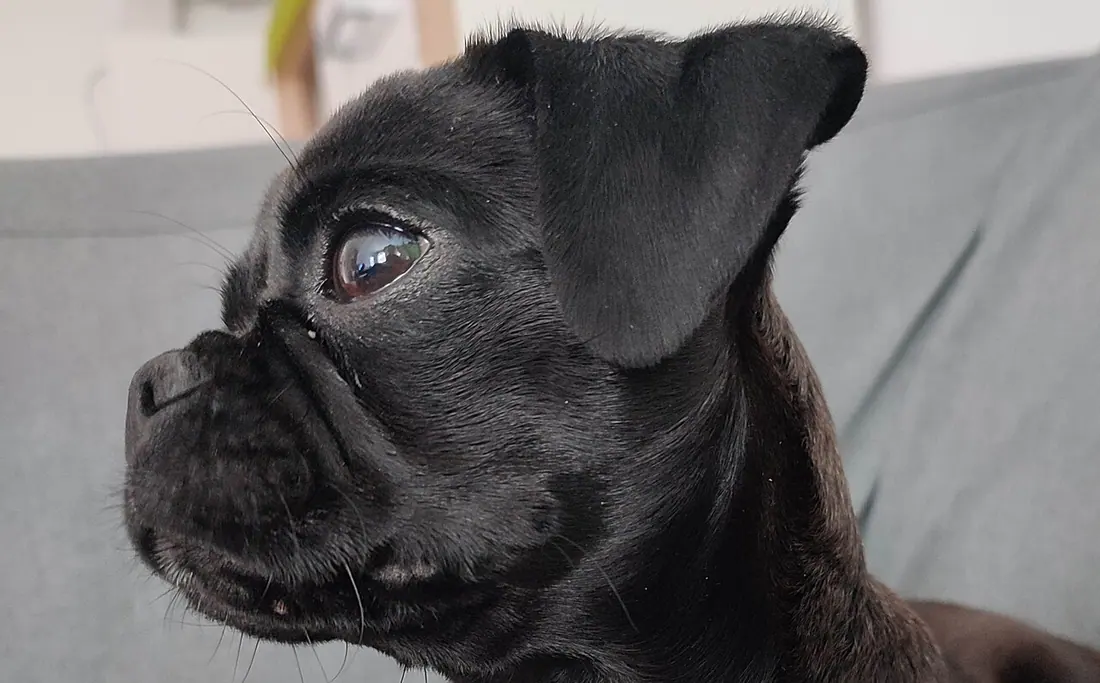 The image depicts the German-bred black retro pug Olive. With the dog looking left, the length of the muzzle is visible.