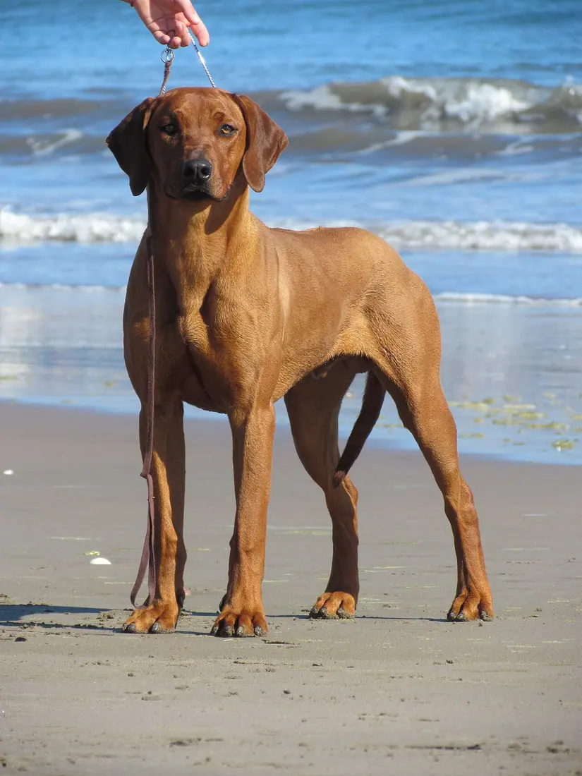 a10 month old male