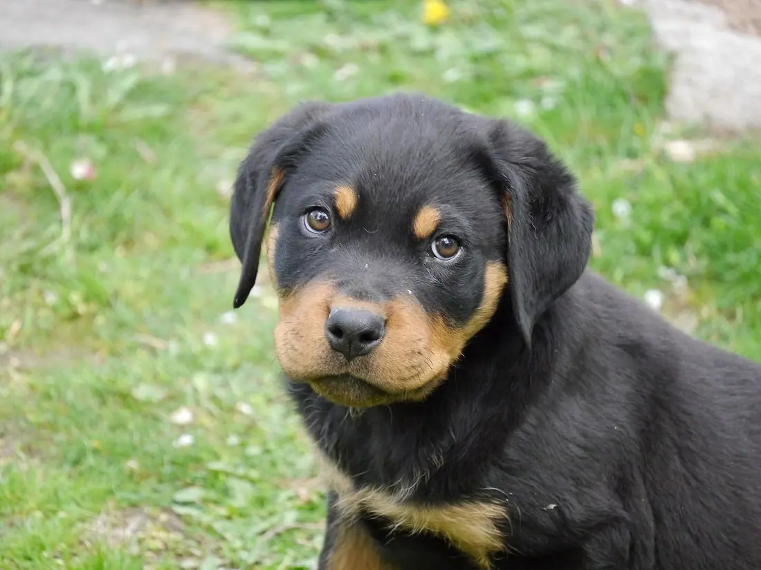 A close up photo of a rottweiler puppy.