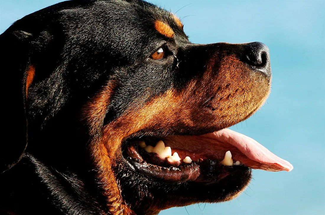 A Rottweiler in Sesimbra, Portugal.Dog's face