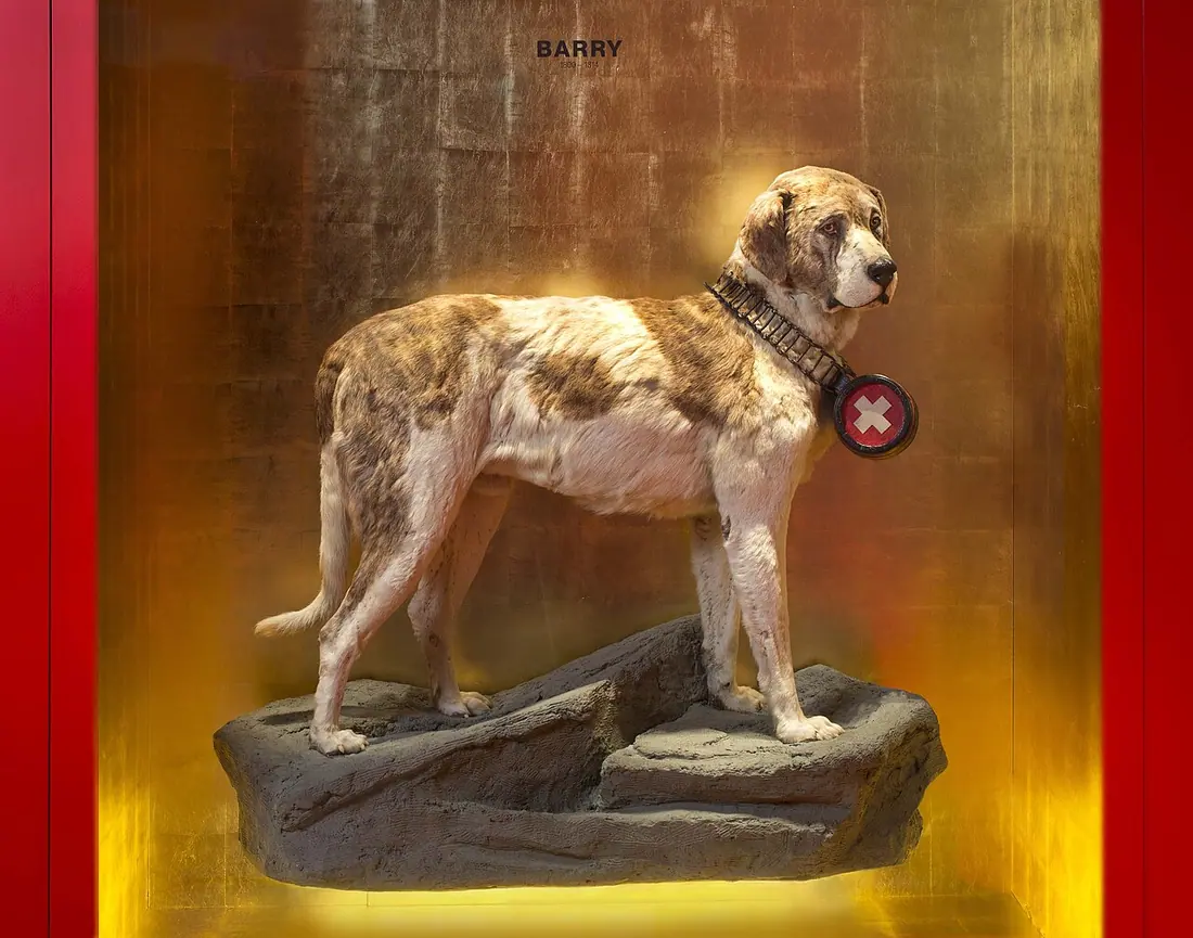 Der berühmte Bernhardiner Rettungshund Barry als Exponat im Naturhistorischen Museum Bern