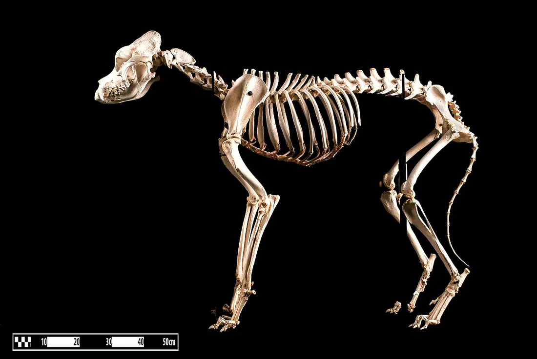 Specimen of Saint Bernard skeleton prepared by the bone maceration technique and on display at the Museum of Veterinary