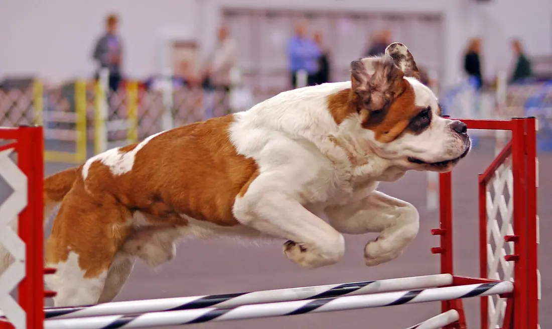 A St. Bernard dog doing agility at the Rose City Classic AKC Show 2007, Portland, Oregon, USA.