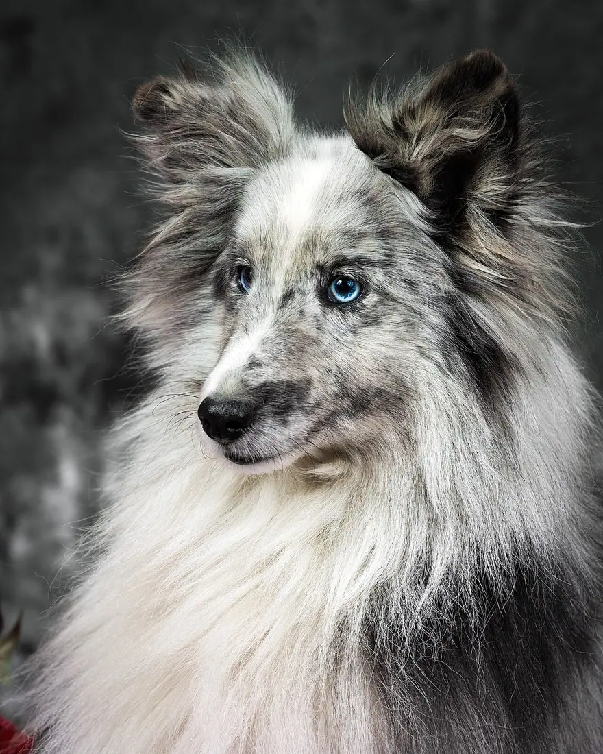 Shetland Sheepdog