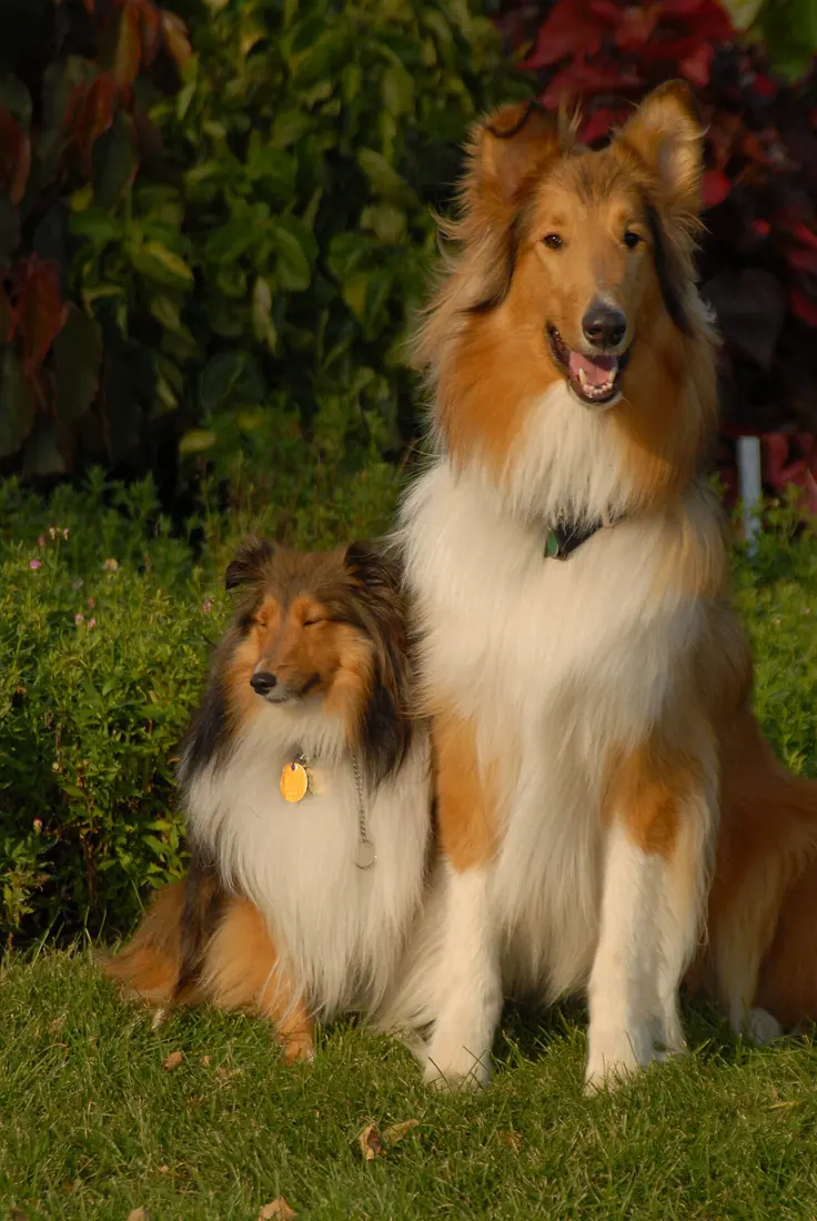 A Shetland Sheepdog (left) and a Rough Collie.Noelridge Park 053