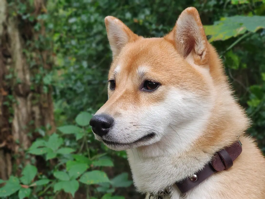 A side profile of a young female red shiba inu, with visible urajiro on the sides of the muzzle, cheeks, neck, and ears.