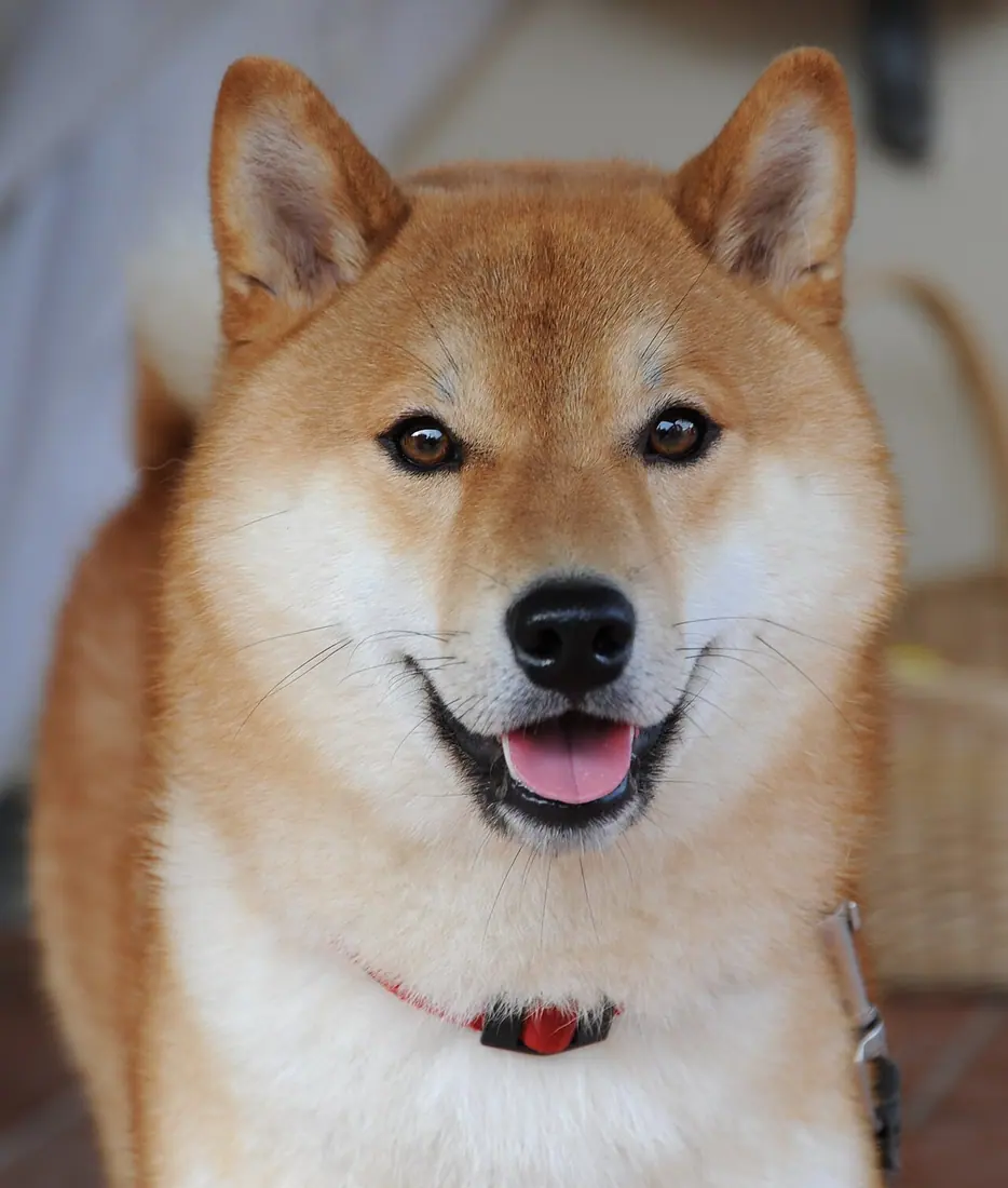 Taiki, a Shiba Inu breed dog.
