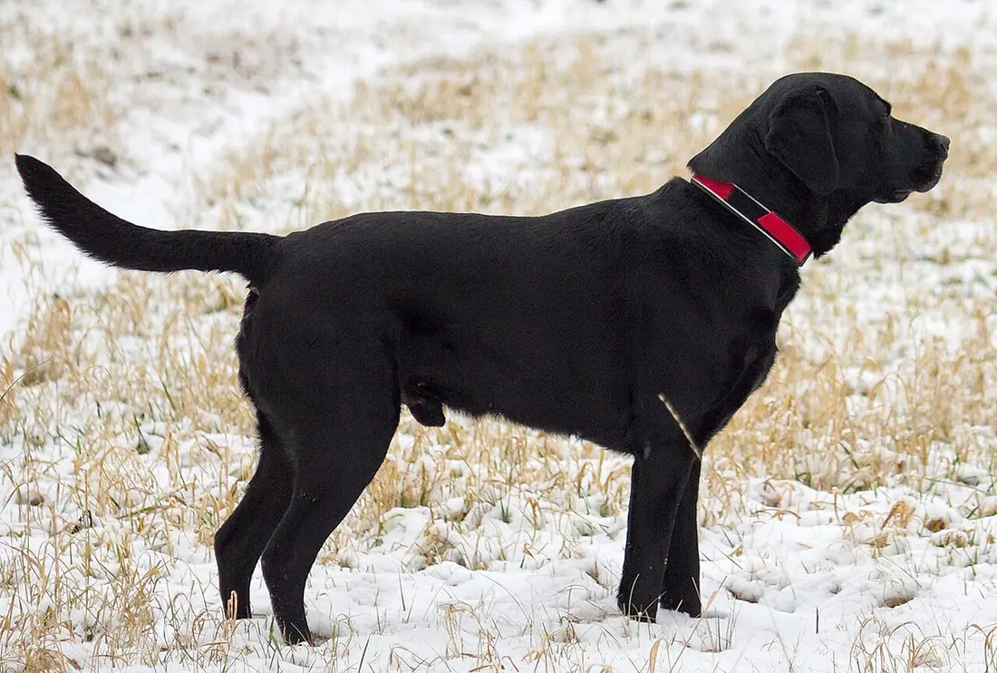 Schwarzer Labrador Retriever, Rüde.