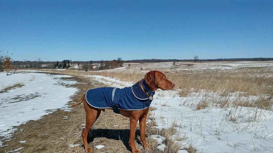 Vizslas that live in cold weather climates often need protection from the harsh conditions.