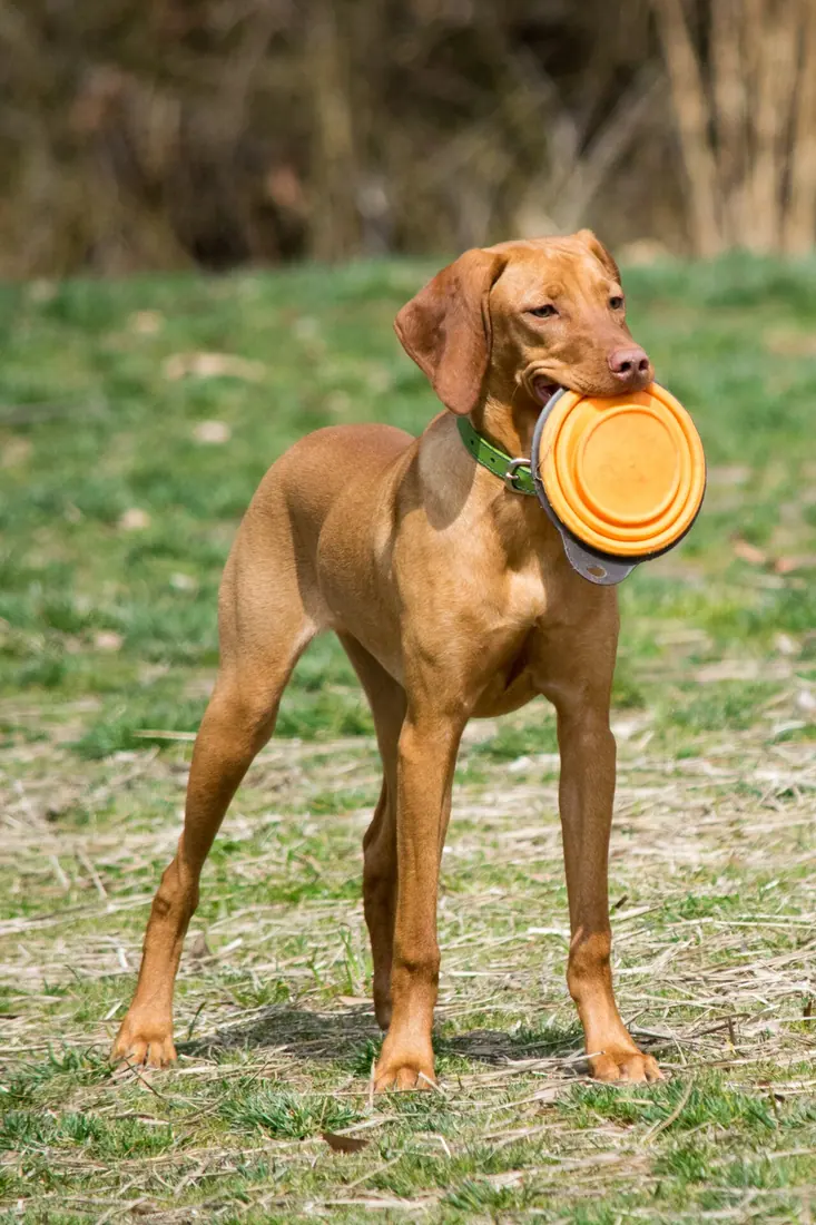 A Vizsla puppy with a toy